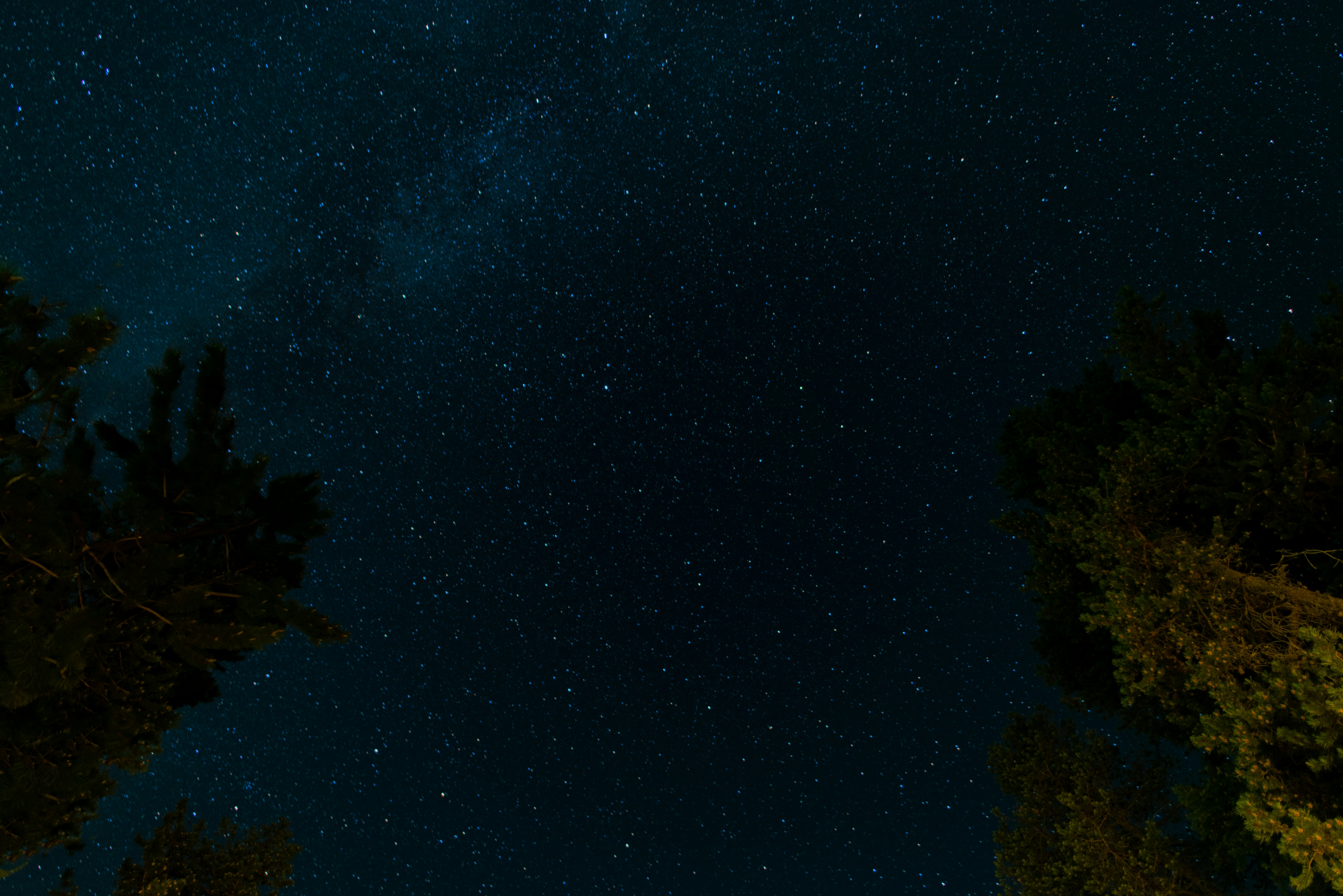 green tree under blue starry sky at night